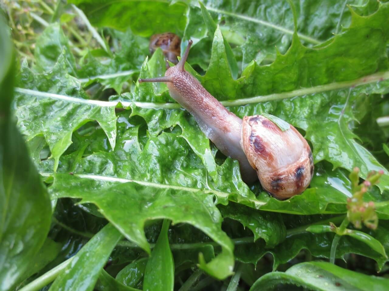 Escargots et limaces : symptômes et dégâts sur les radis