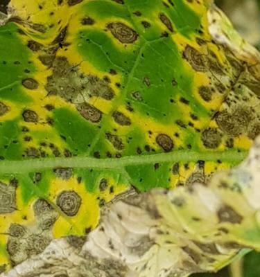 Cómo reconocer y combatir alternariosis en higo o higuera