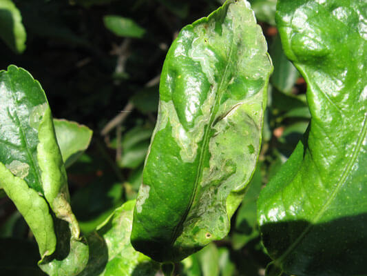 Daños causados por Minador de los cítricos en Limonero