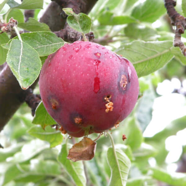 Traça-da-maçã falsa em Granada: como reconhecê-la e tratá-la eficazmente