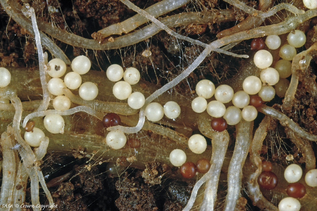 Potato cyst nematode | idMicrobe