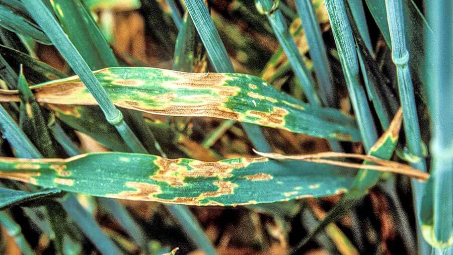 Septoriosis en Cereales de invierno: Cómo se reconoce y se trata eficazmente