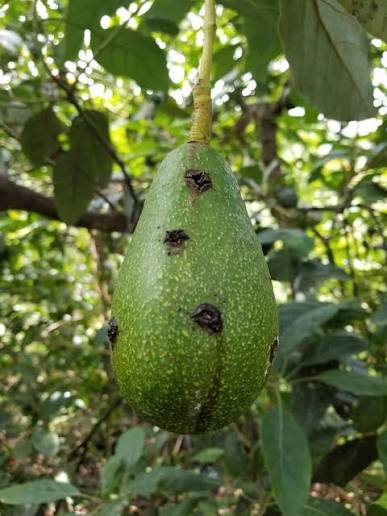 Gorgojos: Síntomas, daños y soluciones en frutos