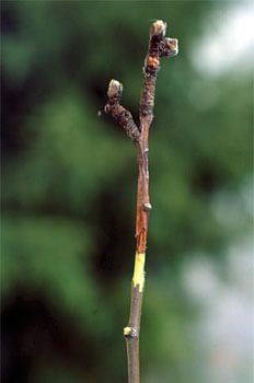 Phomopsis: O que é, como se origina e como eliminá-la eficazmente