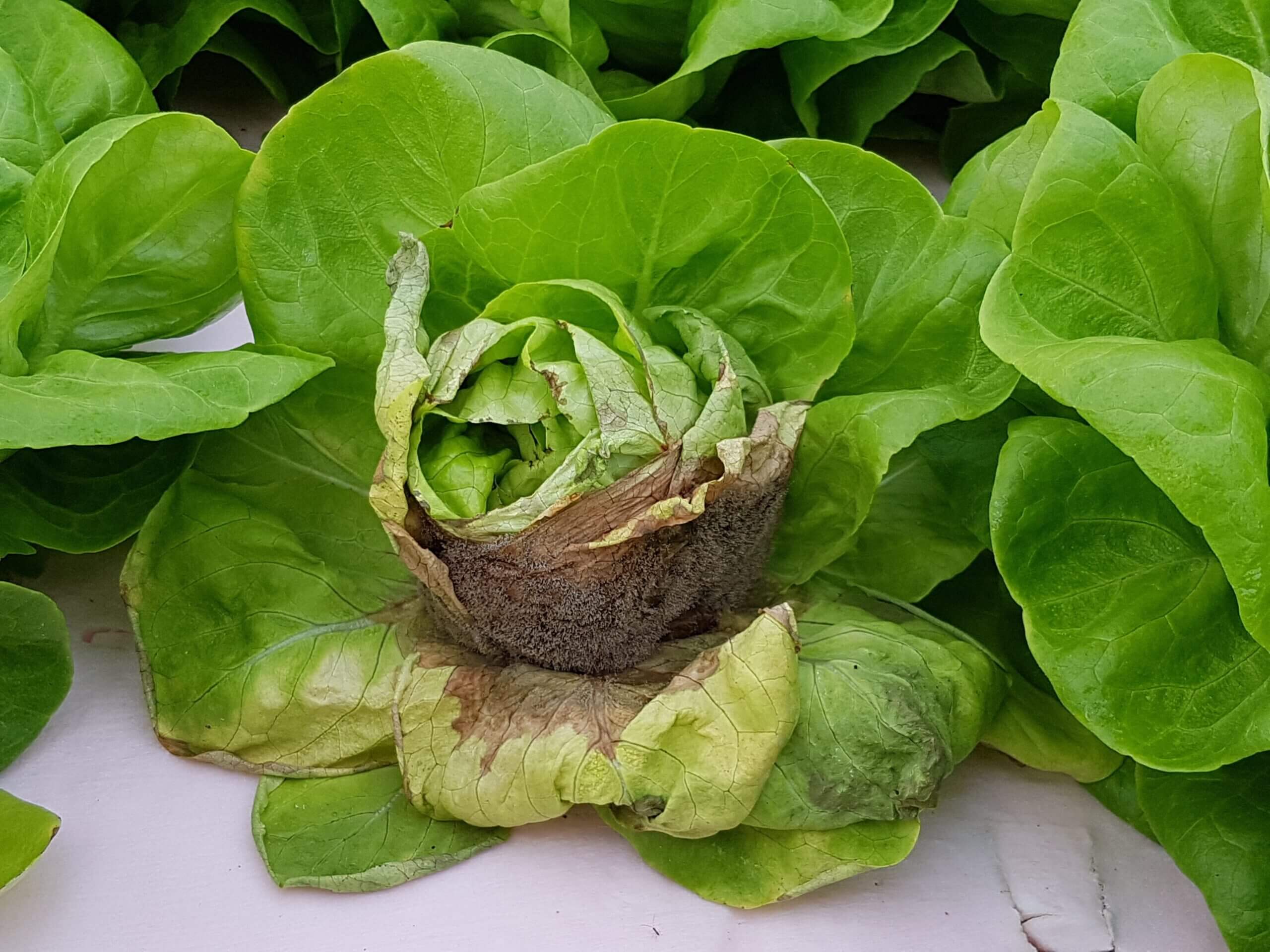 Gray Rot: Symptoms and Damage in Lettuce