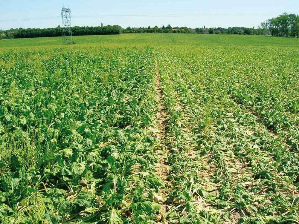 How to recognize and combat nematodes in beets