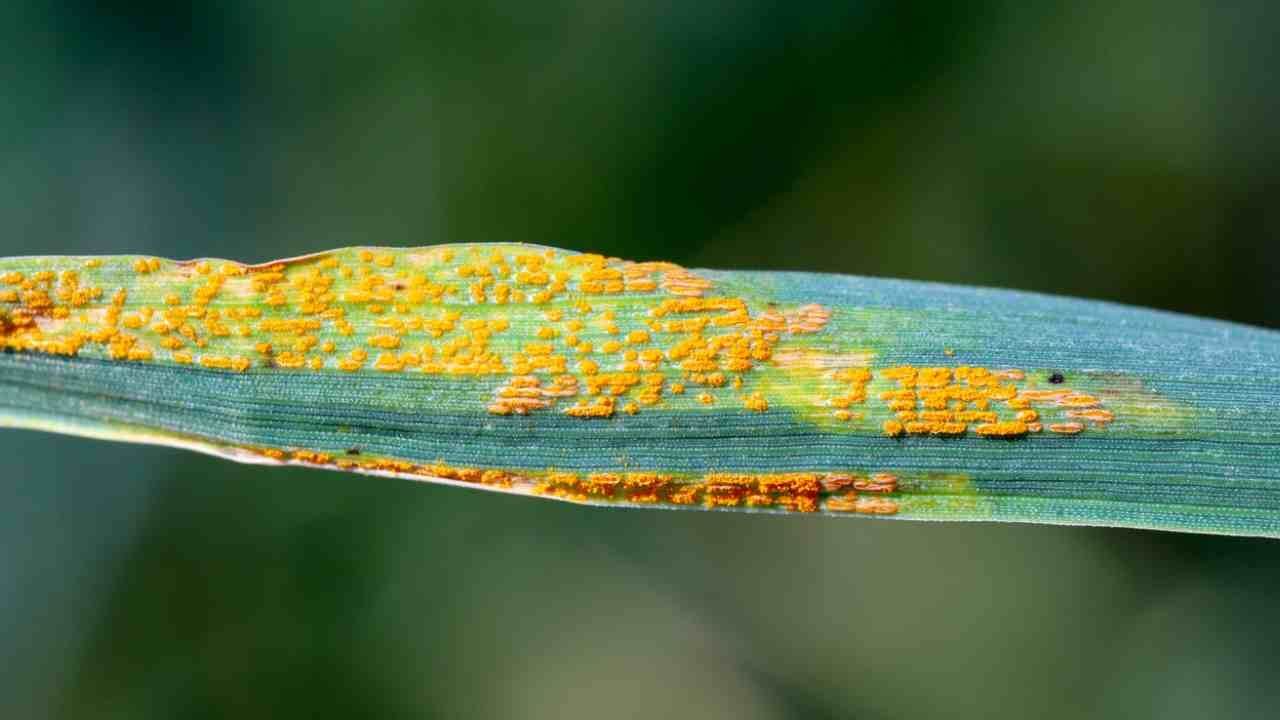 Ferrugem: Sintomas e danos em cebolas