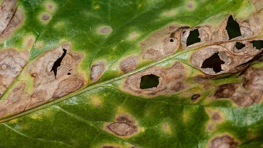 Ramularia en Remolacha azucarera: Cómo se reconoce y se trata eficazmente