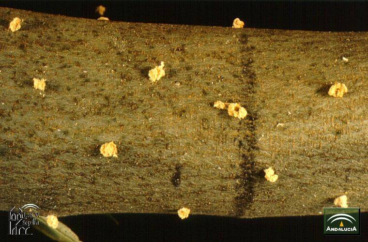 Barrenillos o perforadores en plantas decorativas | idMicrobe