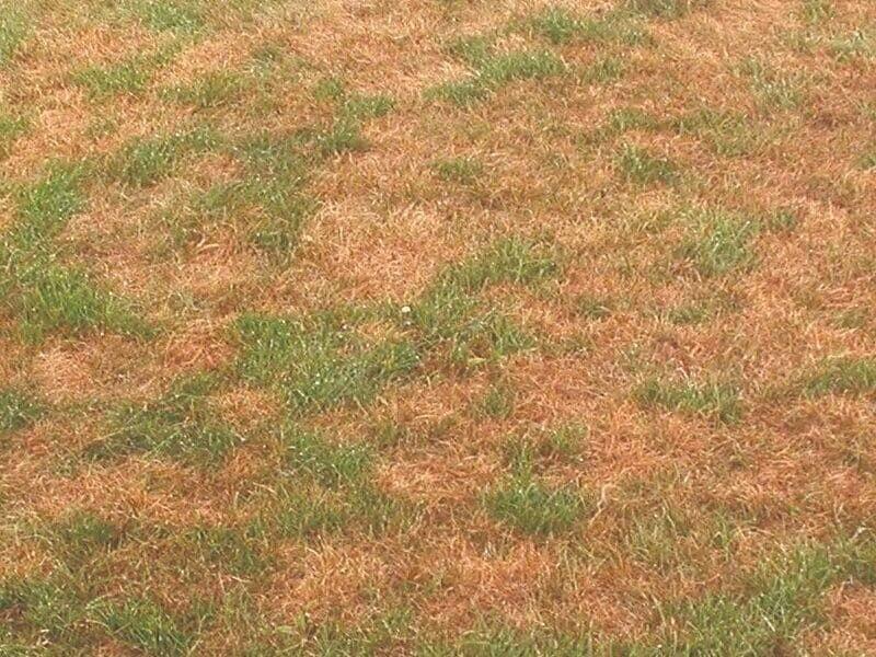 Pudrición radicular: Síntomas y daños en Cesped