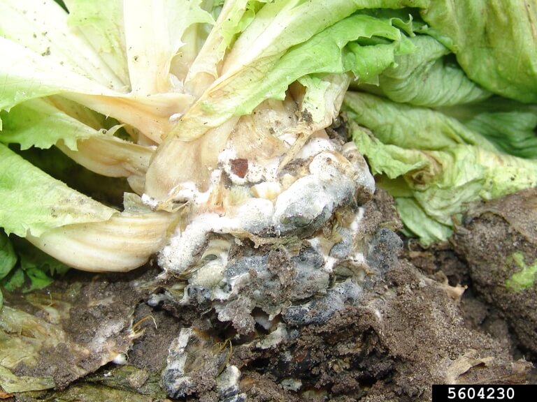 Podredumbre blanca en Lechuga y similares: Cómo se reconoce y se trata eficazmente