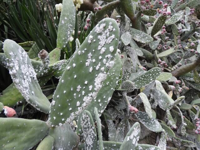 Carmine mealybug on cactus: How to recognize and treat it effectively