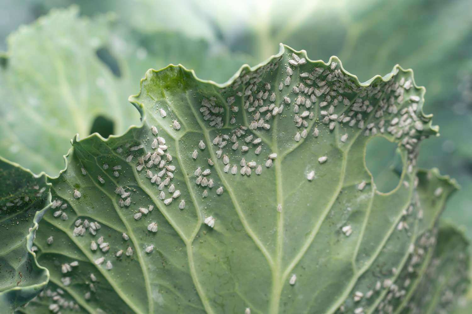 Mosca-branca em alface e plantas semelhantes: como reconhecê-la e tratá-la com eficácia