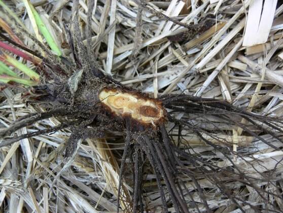 Pudrición del cuello y raíces en Frambuesa: Cómo se reconoce y se trata eficazmente