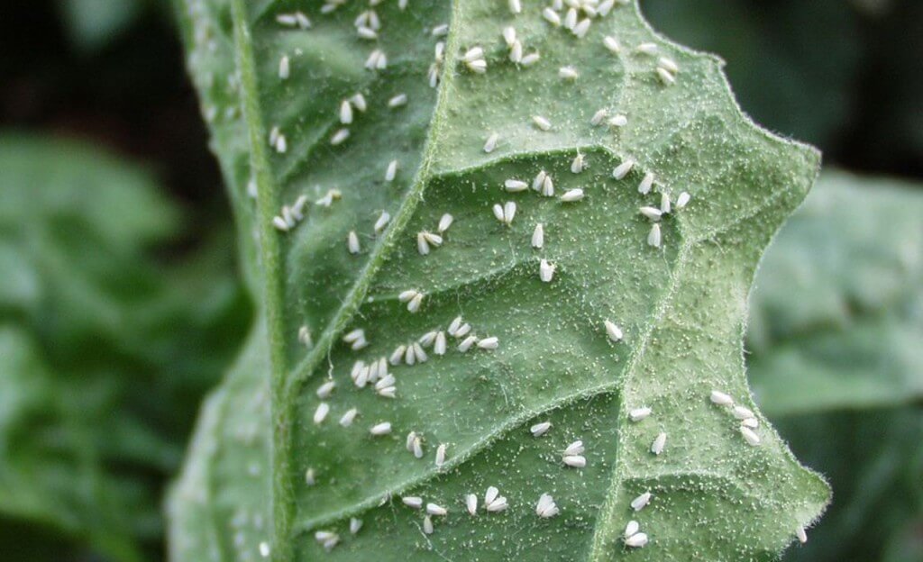 Mosca-branca em alface e insetos semelhantes | idMicrobe