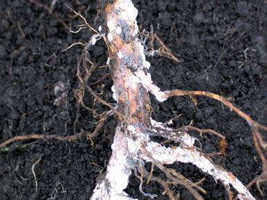 White rot or downy rot in pome fruit trees: How to recognize and treat it effectively