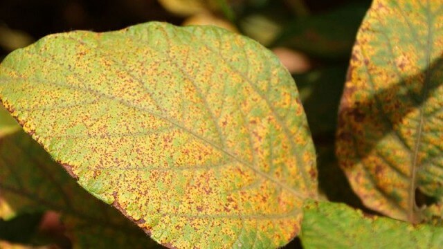 Ferrugem asiática: o que é, como se origina e como eliminá-la de forma eficaz