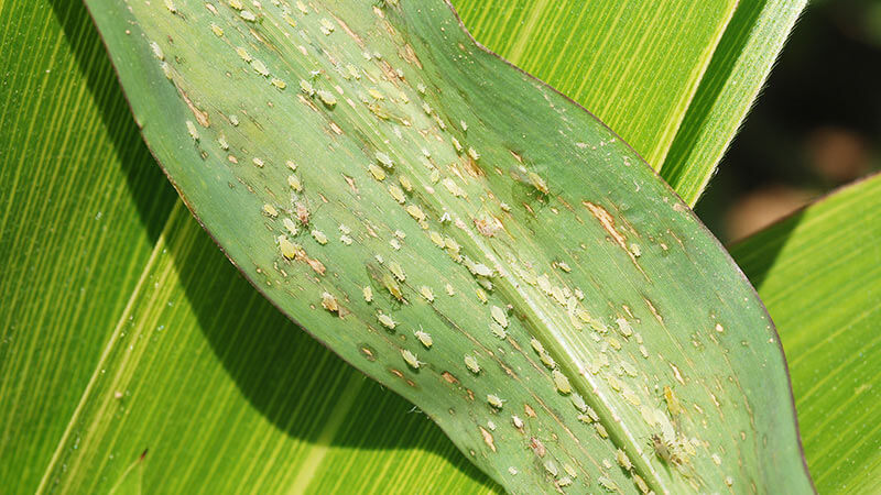 Pulgón en Maíz: Cómo se reconoce y se trata eficazmente