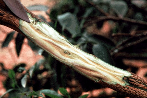 Apple stem groove virus: Symptoms and damage in apple trees