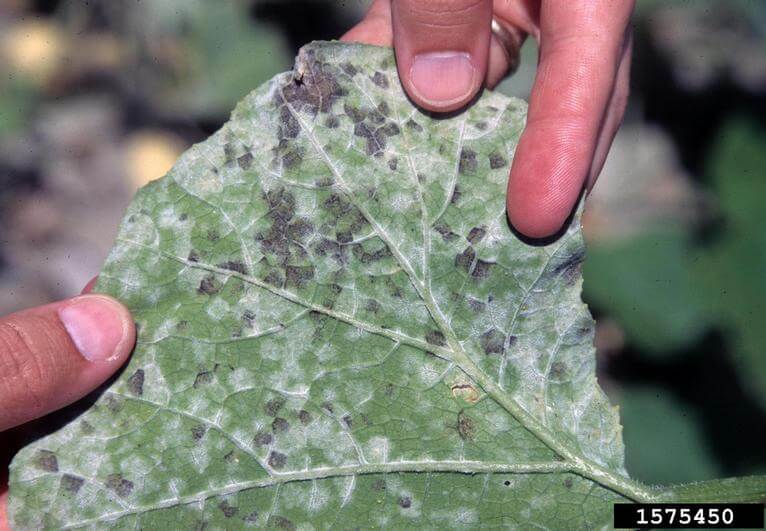 Downy mildew on cucumber | idMicrobe