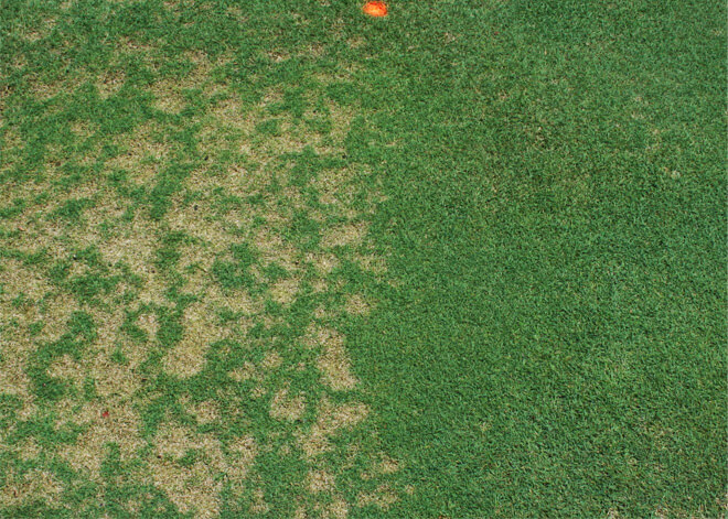 Dollar spot in lawns: what it is, how it originates, and how to effectively remove it.