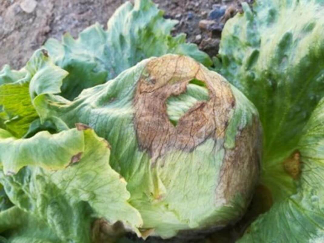 Gray Rot in Lettuce: How to Recognize and Treat It Effectively