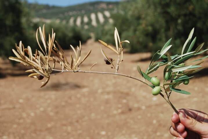 Cómo reconocer y combatir verticilosis o seca en olivo de verdeo / almanzara