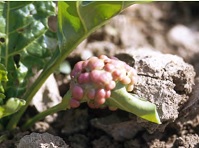 Dégâts causés par la lèpre sur les betteraves de table