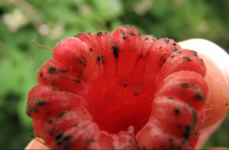 Cladosporiose em framboesas | idMicrobe