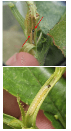 Dégâts causés par la teigne orientale sur l'abricotier