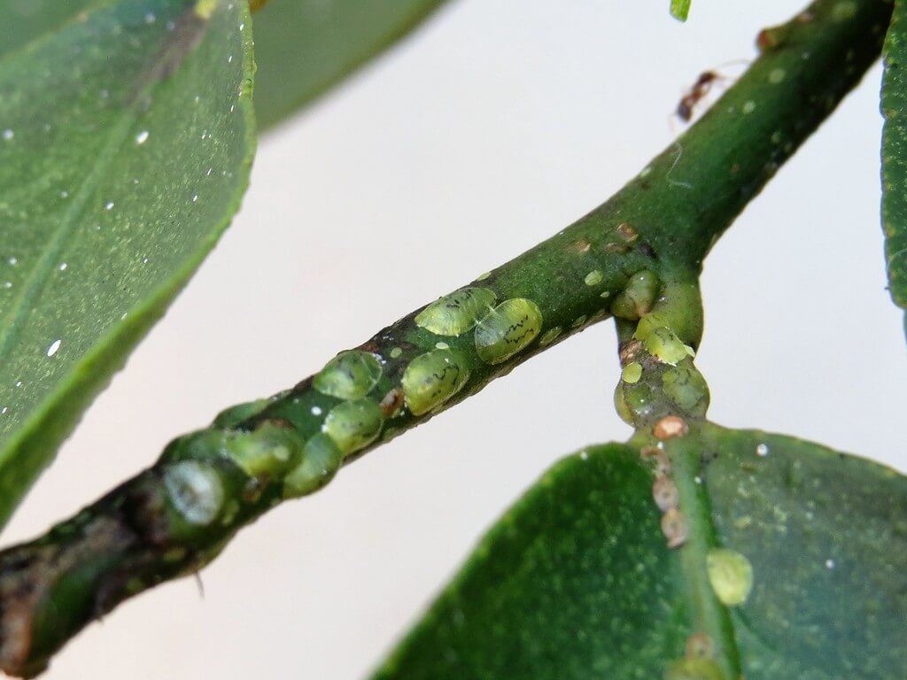 Danos causados por escamas no abacate