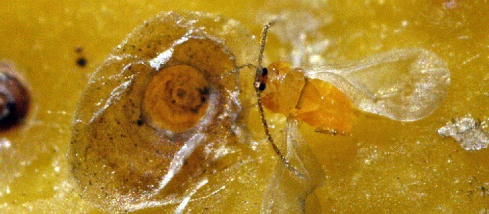 Piojo rojo de California en Naranjo: Cómo se reconoce y se trata eficazmente