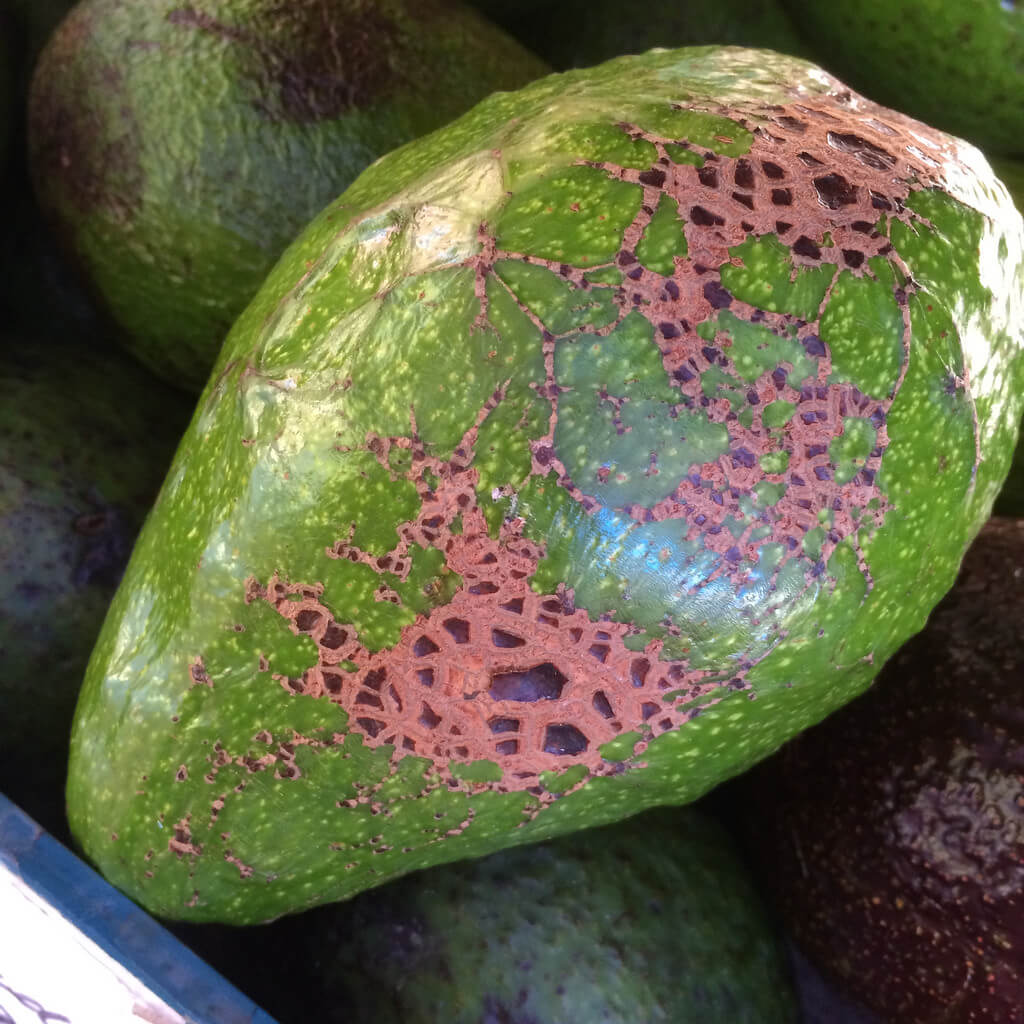 Sarna de abacate em abacates: como reconhecê-la e tratá-la eficazmente