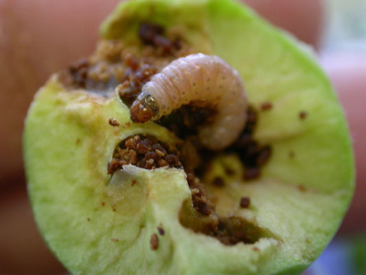 Fruto afectado por polillas con perforaciones y daños causados por las larvas