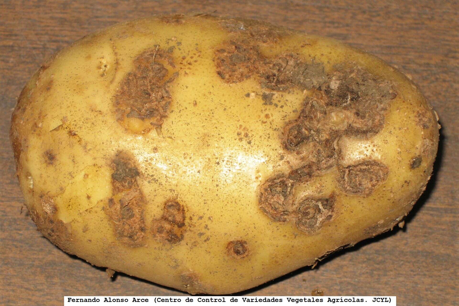 Sarna común de la patata: Síntomas y daños en Patata