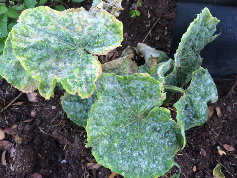 Powdery Mildew: Symptoms and Damage on Zucchini