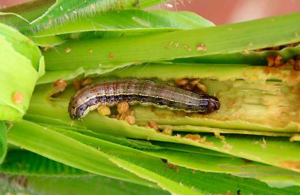 Gusano Cogollero: Síntomas y daños en Maíz