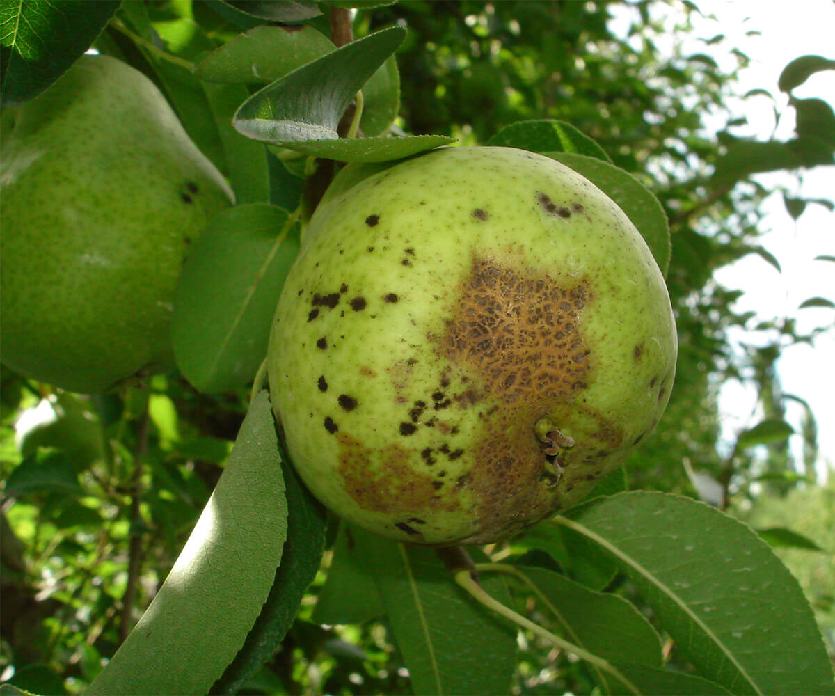 Scab or scab on pome fruit trees | idMicrobe