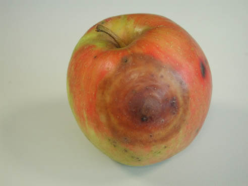 Chancre noir ou chancre des branches chez les arbres fruitiers à pépins : comment le reconnaître et le traiter efficacement