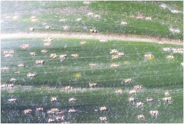 Roya blanca: qué es, cómo se origina y cómo eliminar de forma efectiva en maíz