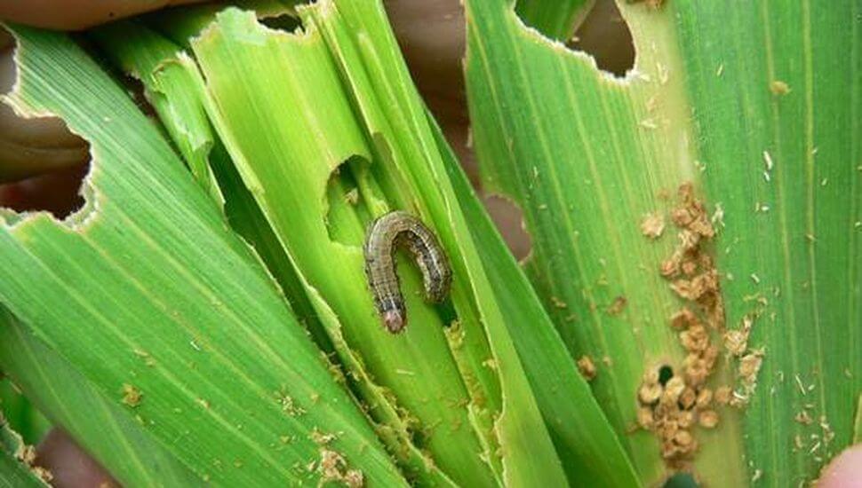 Gusano cogollero en maíz | idMicrobe