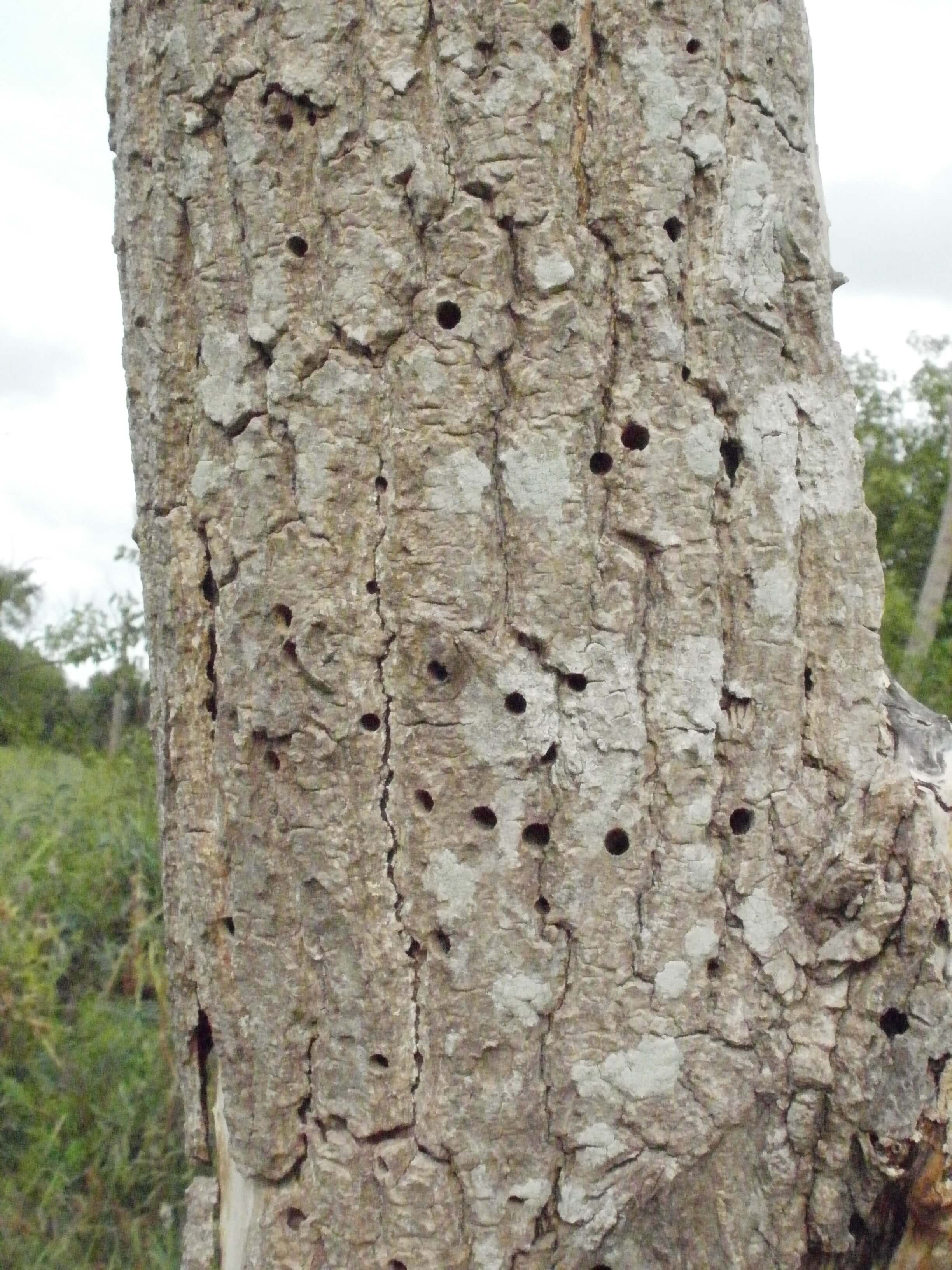 Danos causados pelo besouro ambrosia no abacate
