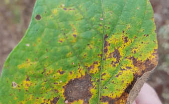 Queima das folhas e mancha roxa nas sementes: o que é, como se origina e como eliminá-las de forma eficaz.