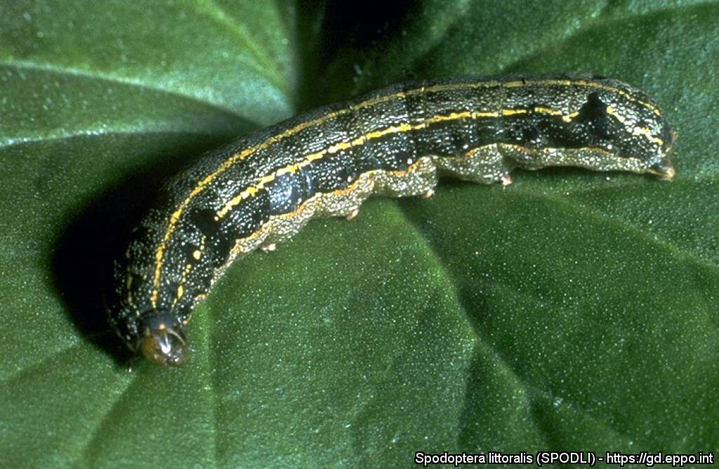 Rosquilla negra o Prodenia en Remolacha de mesa: Cómo se reconoce y se trata eficazmente