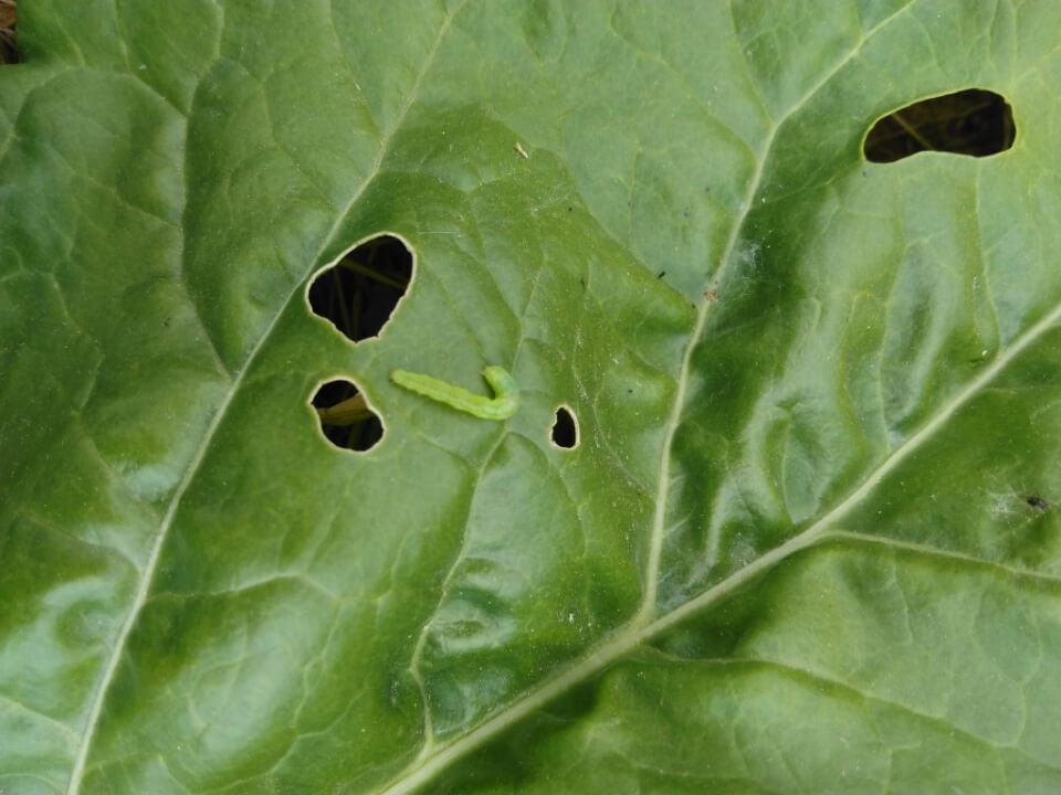 Beterraba preta ou prodenia | idMicrobe