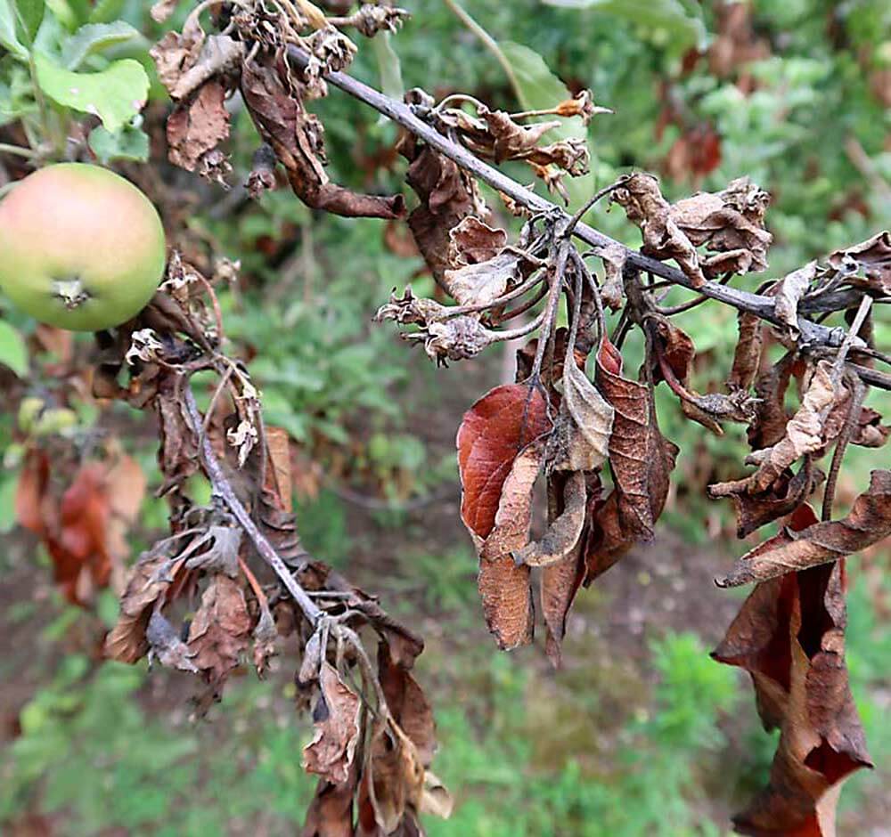 Fuego bacteriano en frutales de pepita | idMicrobe