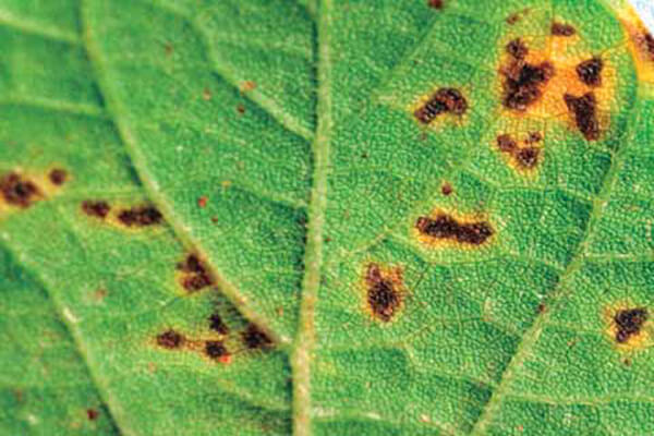 Pustule bactérienne : symptômes et dommages sur le soja