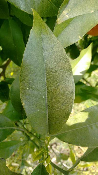 Ácaro vermelho dos cítricos: sintomas e danos em frutas cítricas