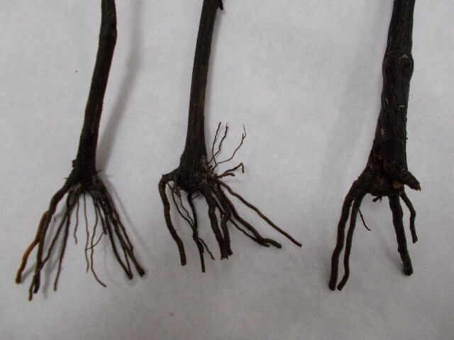 Canela preta na videira: como reconhecer e tratar com eficácia