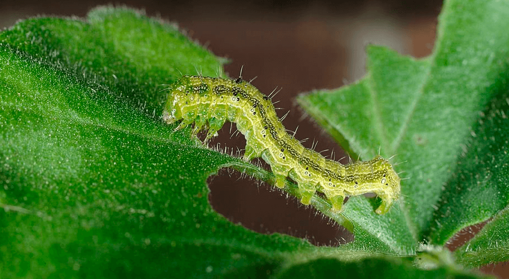 Gusano u oruga del geranio: qué es, cómo se origina y cómo eliminar de forma efectiva